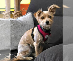 Princess - Female Chihuahua-Unknown Mix Dog for Adoption - Photo #2