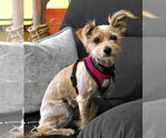 Small Photo #2 Chihuahua-Unknown Mix Puppy For Sale in Bellevue, WA, USA