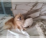Small Photo #24 Pomeranian Puppy For Sale in CITRUS HEIGHTS, CA, USA