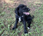 Small #2 Lab-Pointer