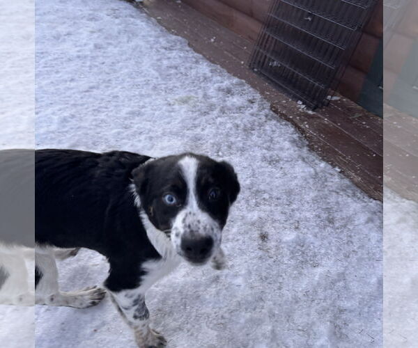 Medium Photo #2 Border Collie-Unknown Mix Puppy For Sale in Garden City, NY, USA