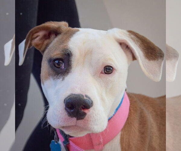 Medium Photo #2 American Staffordshire Terrier-Boxer Mix Puppy For Sale in Huntley, IL, USA