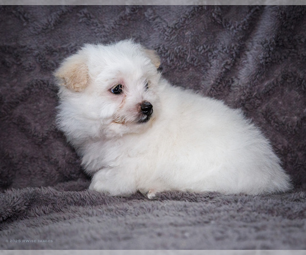 Medium Photo #16 Bichon Frise Puppy For Sale in WAKARUSA, IN, USA