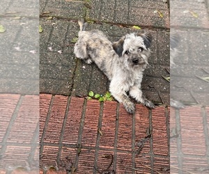 Bichon Frise-Chorkie Mix Puppy for sale in CONWAY, SC, USA