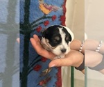 Small #8 Pembroke Welsh Corgi-Poodle (Miniature) Mix
