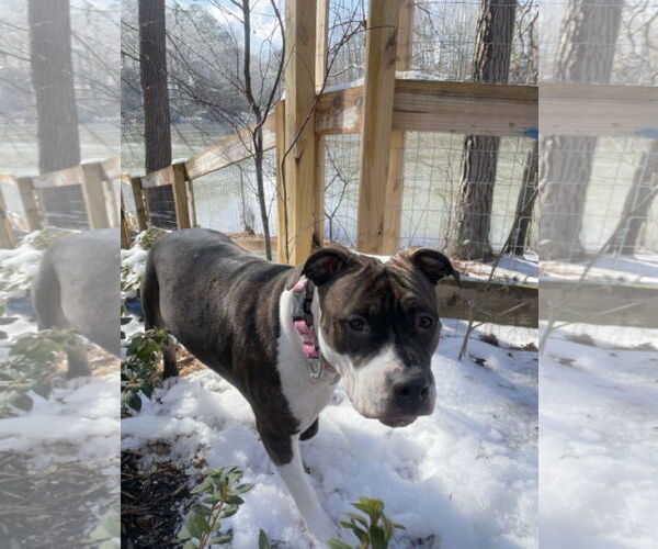 Medium Photo #6 American Pit Bull Terrier-Unknown Mix Puppy For Sale in Rockaway, NJ, USA