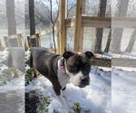 Small #5 American Pit Bull Terrier Mix