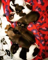 Dachshund-Havanese Mix Puppy for sale in PETOSKEY, MI, USA