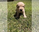 Small #14 Golden Retriever