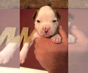 American Bulldog Puppy for sale in NEW DURHAM, NH, USA