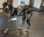 Small #9 Great Dane