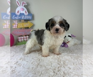 Miniature Bernedoodle Puppy for sale in GREENFIELD, IN, USA