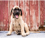 Small Photo #11 Mastiff Puppy For Sale in WAKARUSA, IN, USA