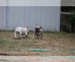 Small Photo #53 French Bulldog Puppy For Sale in TACOMA, WA, USA