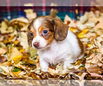 Small Photo #26 Dachshund Puppy For Sale in WAKARUSA, IN, USA