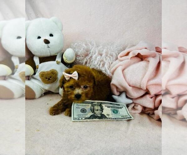 Medium Photo #38 Poodle (Toy) Puppy For Sale in FORT LAUDERDALE, FL, USA