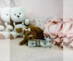 Small Photo #38 Poodle (Toy) Puppy For Sale in FORT LAUDERDALE, FL, USA
