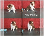 Small Photo #2 Shetland Sheepdog Puppy For Sale in FERNLEY, NV, USA