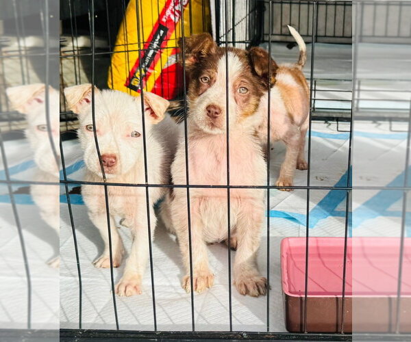 Medium Photo #3 Australian Shepherd-Unknown Mix Puppy For Sale in Claremore, OK, USA