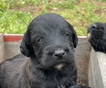 Small Photo #11 Aussiedoodle Puppy For Sale in BIRCHWOOD, TN, USA