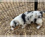 Small #4 Australian Shepherd