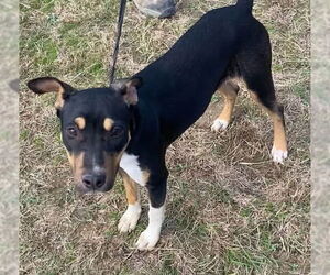 Nova - Female Catahoula Leopard Dog-Mountain Cur Mix Dog for Adoption - Photo #2