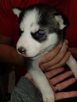 Medium Photo #1 Siberian Husky Puppy For Sale in LOCUST, NC, USA