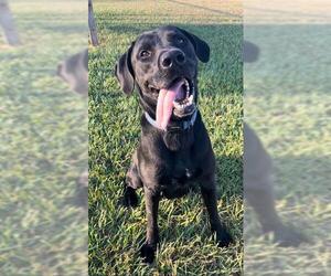 Labrador Retriever Dogs for adoption in Rosenberg, TX, USA