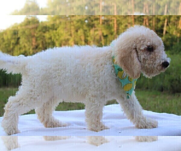 Medium Photo #9 Goldendoodle Puppy For Sale in TIMBERLAKE, NC, USA