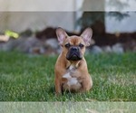 Small Photo #8 French Bulldog Puppy For Sale in WOOD DALE, IL, USA
