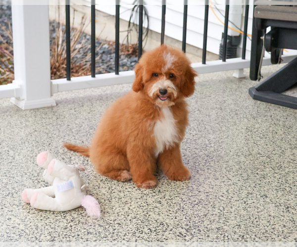 Medium Photo #8 Goldendoodle mix (+ Poodle Miniature) Puppy For Sale in SYRACUSE, IN, USA