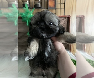 Shih Tzu Puppy for sale in IRON, MN, USA