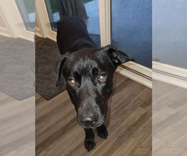 Medium Photo #6 Shepradors Puppy For Sale in Caribou, ME, USA