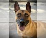 HENDRICK - Male Mutt Dog for Adoption - Small photo