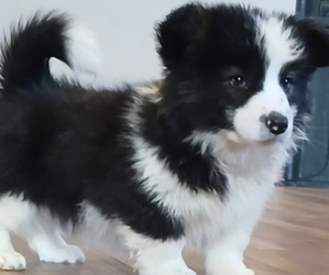 Pembroke Welsh Corgi Puppy for sale in MILTON, WI, USA