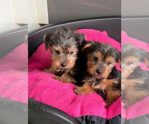 Yorkshire Terrier Puppy for sale in LOGAN, UT, USA