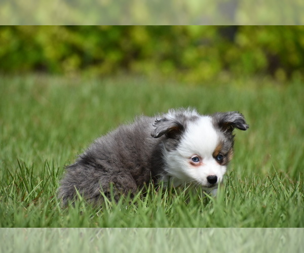 Medium Photo #5 Miniature Australian Shepherd Puppy For Sale in PALM COAST, FL, USA