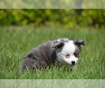 Small #4 Miniature Australian Shepherd