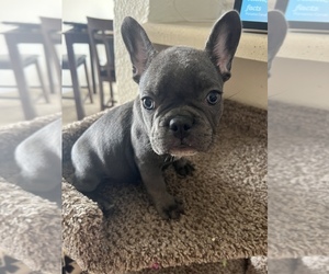 French Bulldog Puppy for sale in HUMBLE, TX, USA