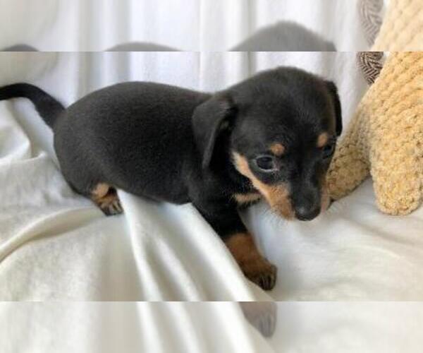 Medium Photo #3 Chiweenie Puppy For Sale in SHILOH, OH, USA