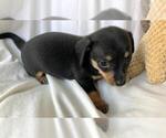 Small Photo #3 Chiweenie Puppy For Sale in SHILOH, OH, USA