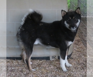 Father of the Shiba Inu puppies born on 10/15/2020