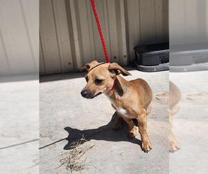 Chihuahua Dogs for adoption in Temple, TX, USA