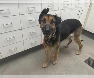 German Shepherd Dog Dogs for adoption in HESPERIA, CA, USA