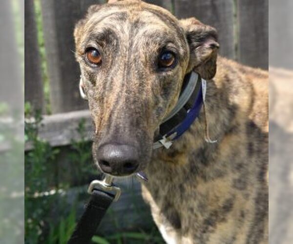 Medium Photo #1 Greyhound Puppy For Sale in Grandville, MI, USA