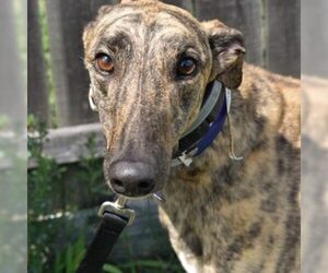 Greyhound Dogs for adoption in Grandville, MI, USA
