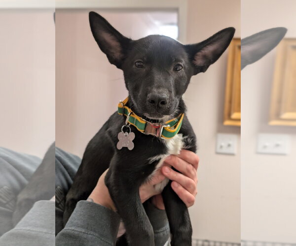 Medium Photo #7 Mutt Puppy For Sale in Holly Springs, NC, USA