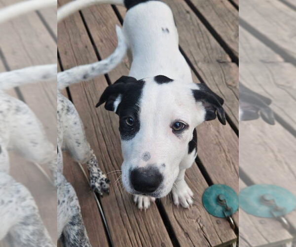 Medium Photo #2 Mutt Puppy For Sale in New London, WI, USA