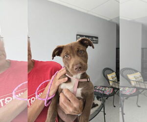 American Pit Bull Terrier-Labrador Retriever Mix Dogs for adoption in Montello, WI, USA