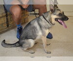 Small #1 German Shepherd Dog